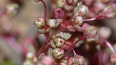 Crassula umbellata