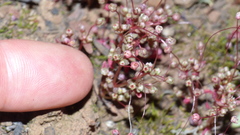 Crassula umbellata