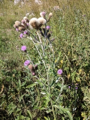 Cirsium arvense vestitum