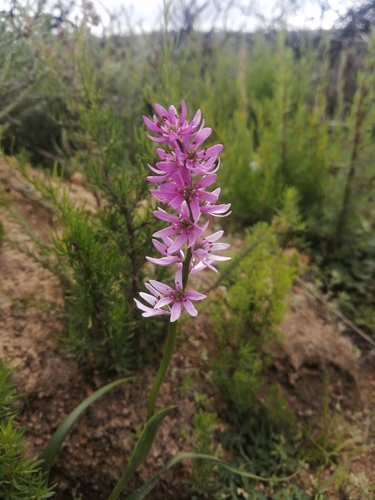 Wurmbea punctata