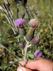 Cirsium arvense vestitum