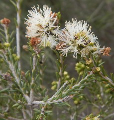 Melaleuca brevifolia