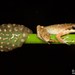 Natalobatrachus bonebergi - Photo (c) Tyrone Ping,  זכויות יוצרים חלקיות (CC BY-NC), הועלה על ידי Tyrone Ping