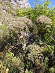 Heracleum stevenii