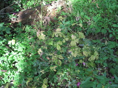 Sanicula chinensis