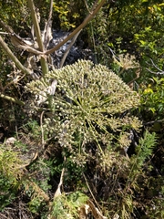 Heracleum stevenii