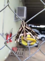 Hemeroplanes triptolemus