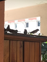Passer domesticus