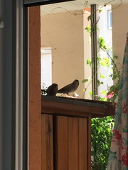 Passer domesticus
