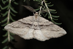 Syneora fractata