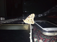 Vanessa cardui