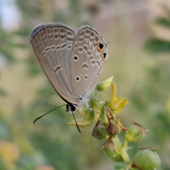Euchrysops cnejus cnejus