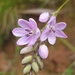 Ixia patens - Photo (c) Wendy June Norris, some rights reserved (CC BY-NC-ND), uploaded by Wendy June Norris