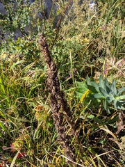 Pedicularis sibthorpii