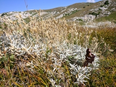 Cerastium biebersteinii