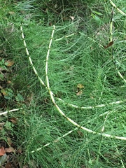 Equisetum telmateia