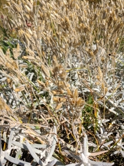 Cerastium biebersteinii