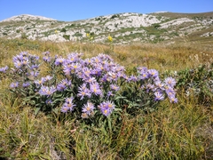 Aster amellus bessarabicus