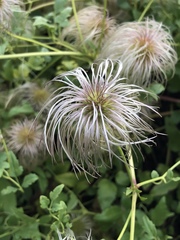 Clematis tangutica