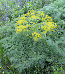 Prangos ferulacea