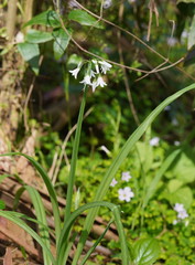 Allium triquetrum