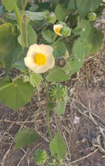 Callianthe pauciflora