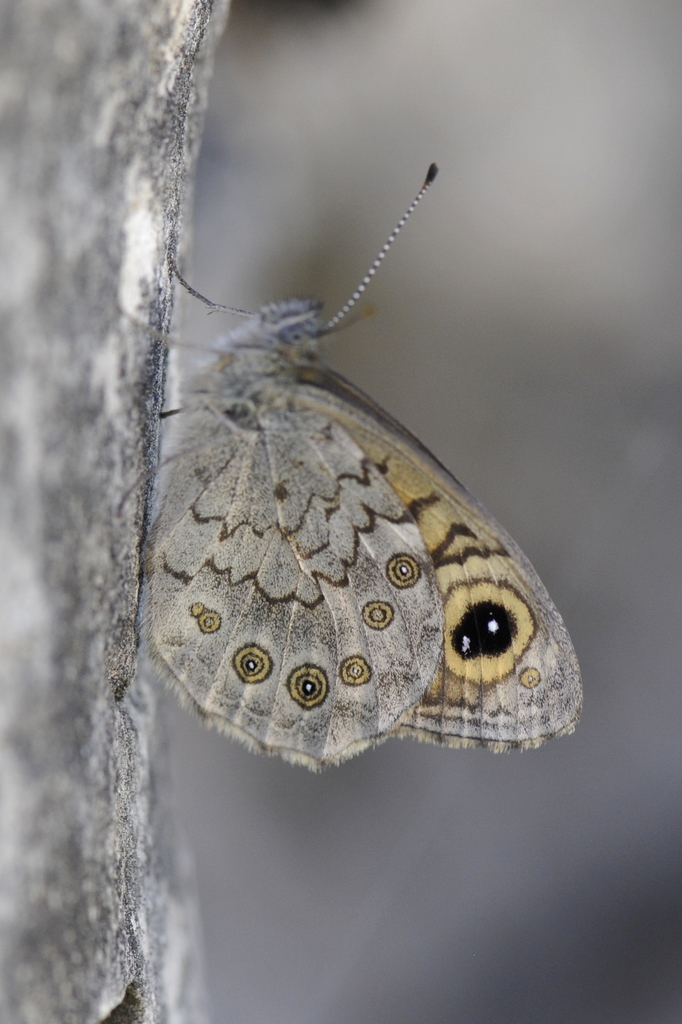 Wall Browns
