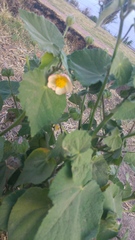 Callianthe pauciflora