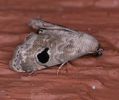 Abablemma duomaculata