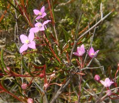 Boronia filifolia
