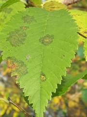 Stegophora ulmea