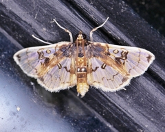 Compacta hirtalis
