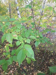 Asteroma inconspicuum