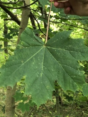 Acer platanoides