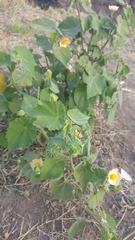 Callianthe pauciflora