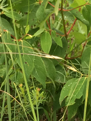 Hesperostipa spartea