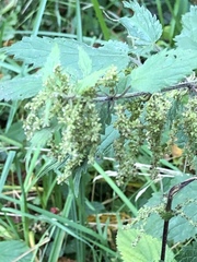 Urtica dioica