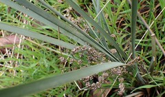 Lomandra multiflora dura