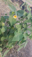 Callianthe pauciflora