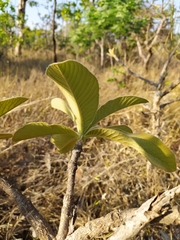 Aspidosperma tomentosum