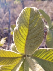 Aspidosperma tomentosum