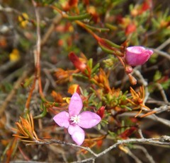 Boronia filifolia