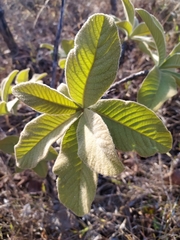 Aspidosperma tomentosum