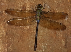 Anax guttatus