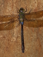 Anax guttatus