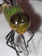 Anax guttatus
