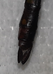 Anax guttatus