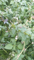 Cleome rutidosperma