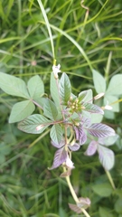 Cleome rutidosperma
