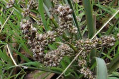 Lomandra multiflora dura